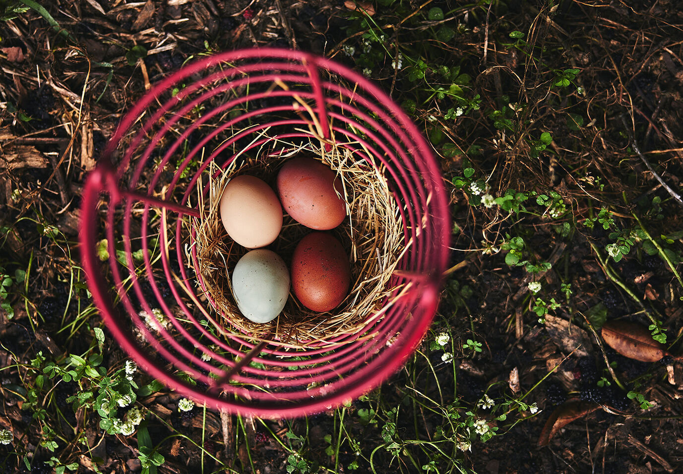 Hawkins eggs